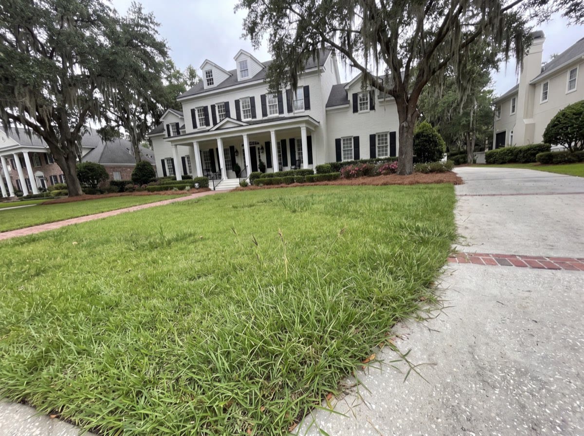 A healthy Charleston front lawn grown shaggy and overdue for a cut