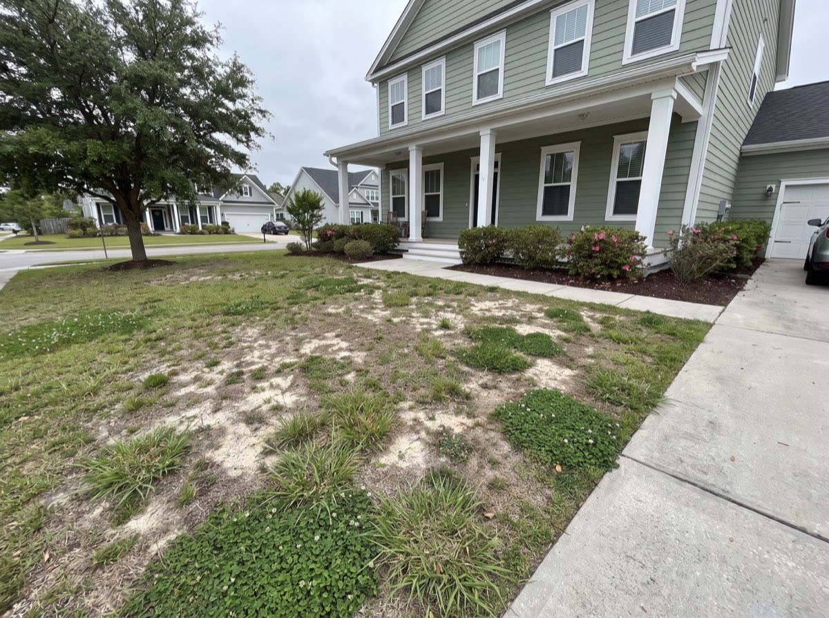 A failing front lawn with bare sandy patches, weeds and rutted ground